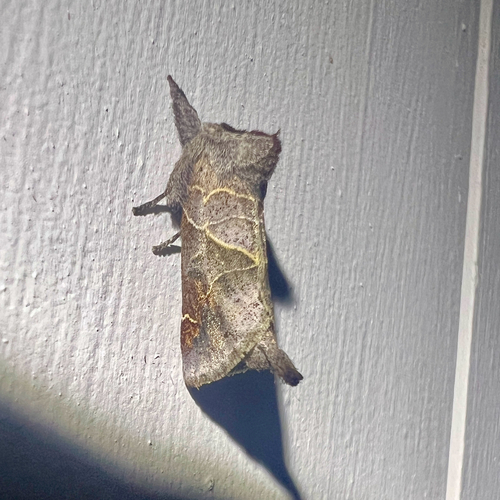 Apical Prominent photo 3