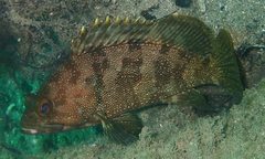 Epinephelus rivulatus