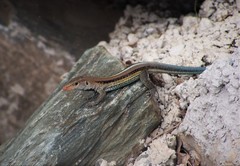 Pholidoscelis auberi sabulicolor