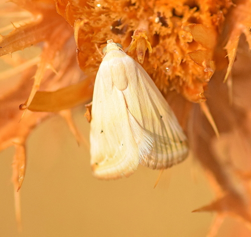 Aegle semicana