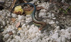Pholidoscelis auberi sabulicolor