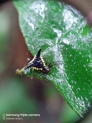 Micrathena pungens