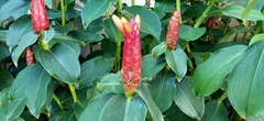 Costus spicatus