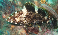 Epinephelus maculatus