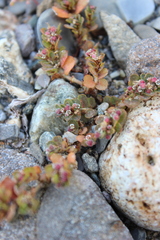 Euphorbia velleriflora