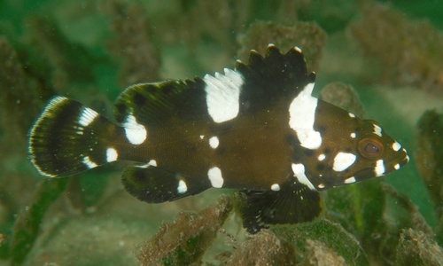 Highfin grouper (Epinephelus maculatus) — Serranidae — 5