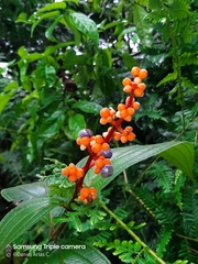 Miconia nervosa