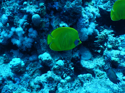 Masked Butterflyfish — seen at this dive site