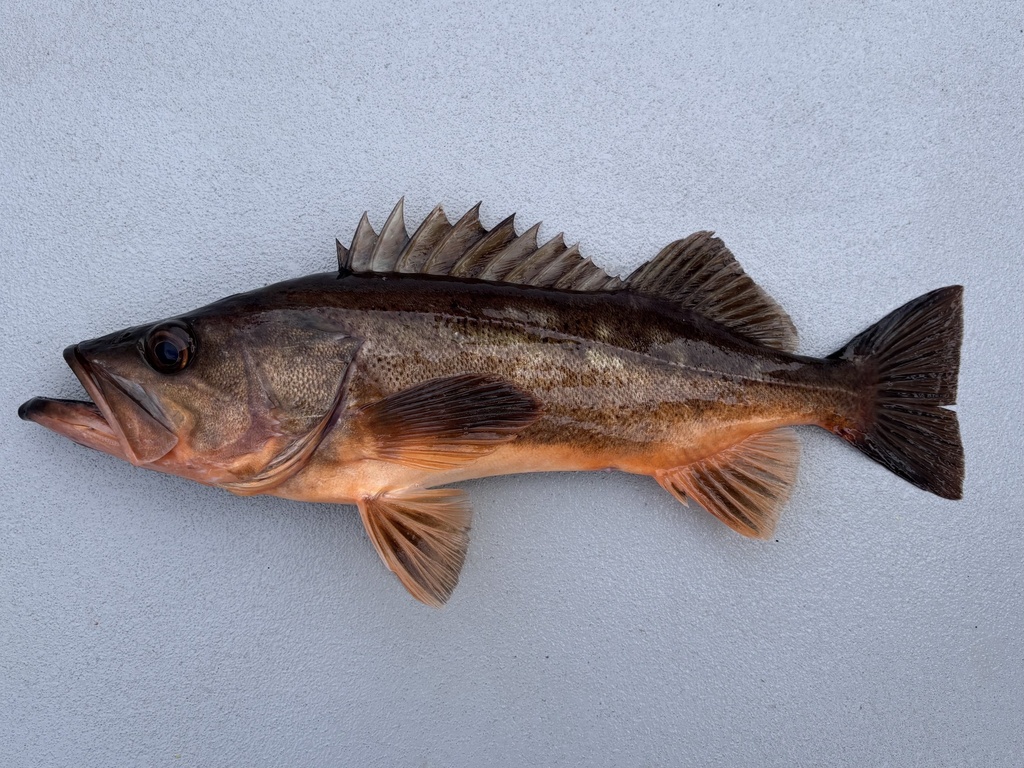 Photo of bocaccio (Sebastes paucispinis)