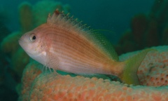 Cyprinocirrhites polyactis