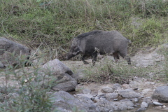 Sus scrofa cristatus