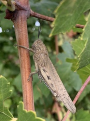 Anacridium aegyptium