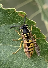 Vespula germanica