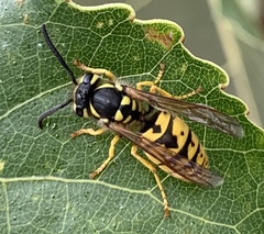 Vespula germanica