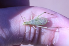 Oecanthus argentinus