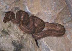 Tropidophis melanurus