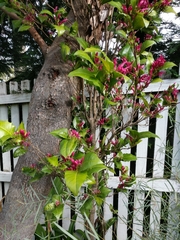 Graptophyllum ilicifolium