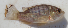 Oreochromis macrochir