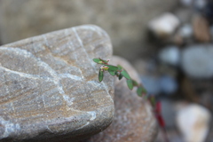 Euphorbia cumbrae