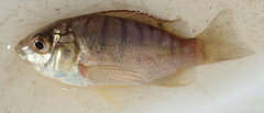 Oreochromis macrochir