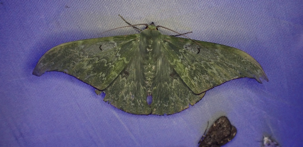 Tanaorhinus unipuncta (Tanaorhinus unipuncta)