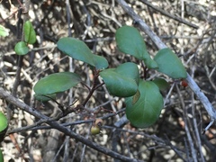 Ribes viburnifolium