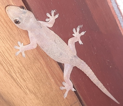 Asian House Gecko