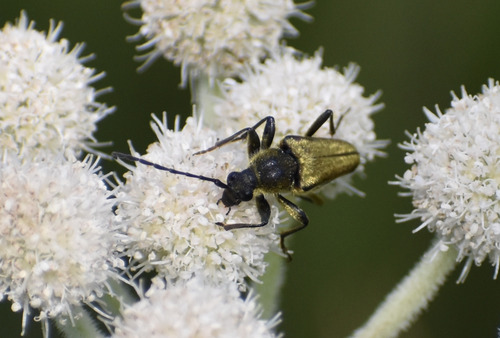 iNaturalist observation photo of Yellow Velvet Beetle