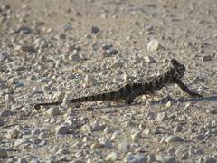 Chamaeleo arabicus