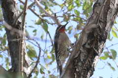 Sphyrapicus ruber × nuchalis