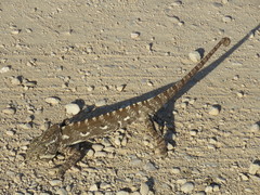 Chamaeleo arabicus
