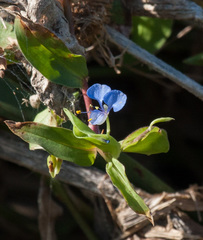 Commelina diffusa diffusa
