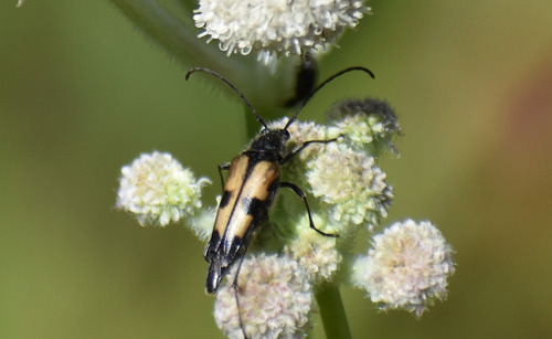 iNaturalist observation photo of Etorofus propinquus