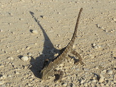Chamaeleo arabicus
