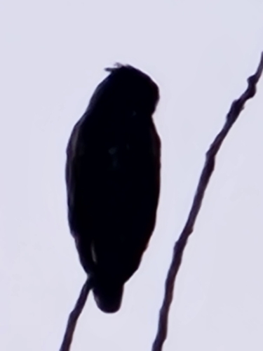 Great Horned Owl photographed in Wisconsin