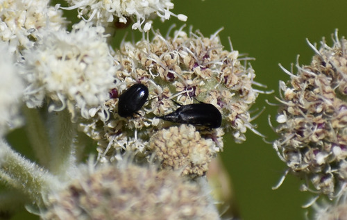 iNaturalist observation photo of Mordella hubbsi