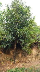 Coffea perrieri