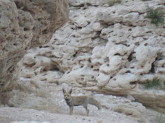 Vulpes vulpes arabica