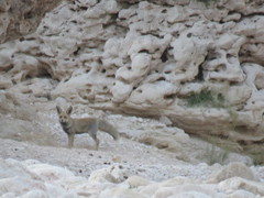 Vulpes vulpes arabica
