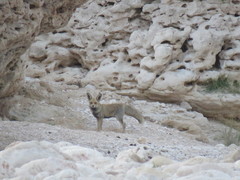 Vulpes vulpes arabica