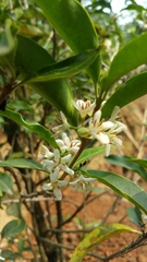 Coffea arenesiana