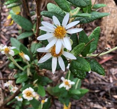Olearia pannosa