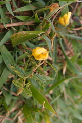 Chamaecrista garambiensis