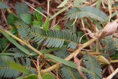 Chamaecrista garambiensis