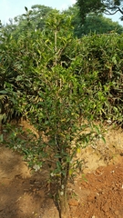 Coffea arenesiana