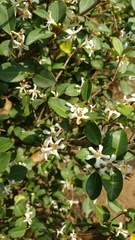 Coffea liaudii