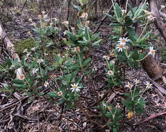 Olearia pannosa