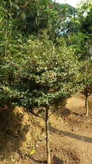 Coffea liaudii