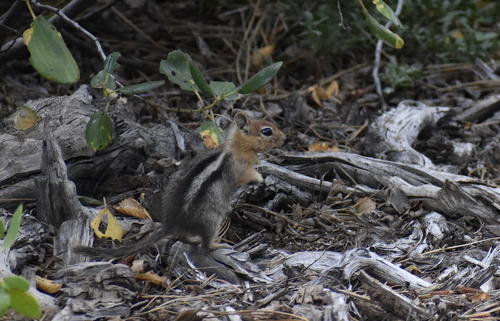 iNaturalist observation photo of Common Golden-mantled Ground Squirrel
