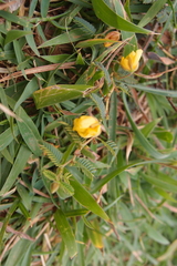 Chamaecrista garambiensis